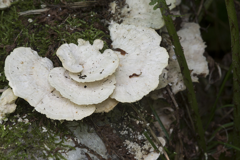 Trametes pubescens